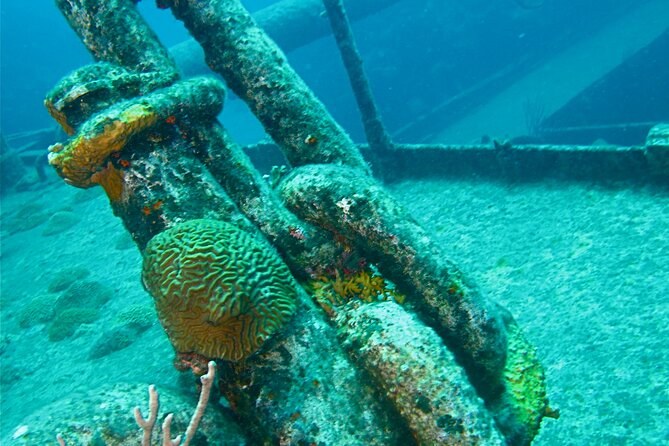 A coral-grown chain across the hull of a sunken wreck