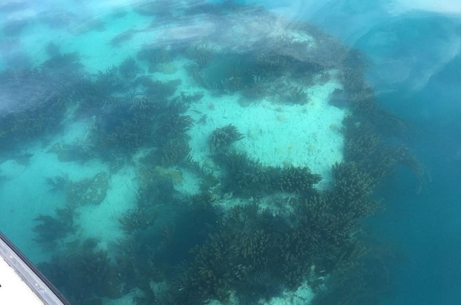 The reef and seagrass seen through the window of a glass-bottom boat